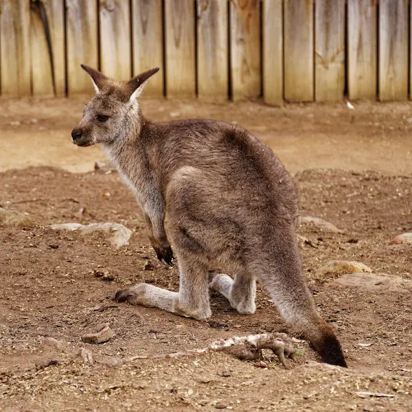 Kangaroo (5)